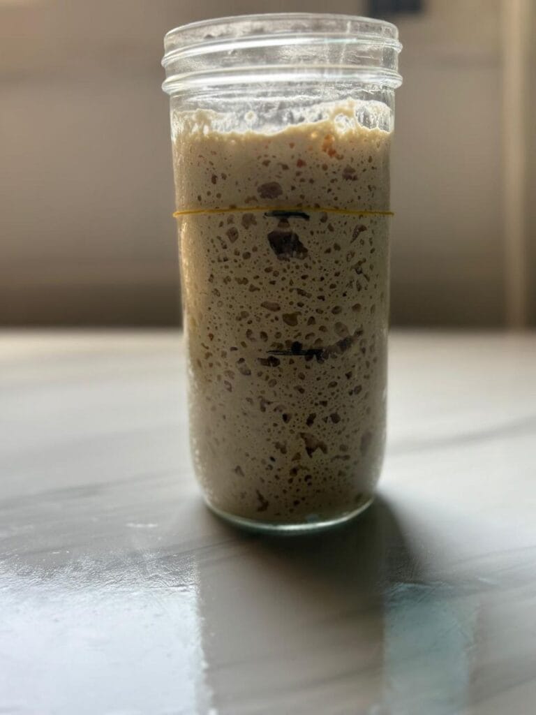 Stiff Sourdough Starter using freshly milled whole wheat flour
