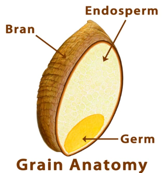 whole grain structure